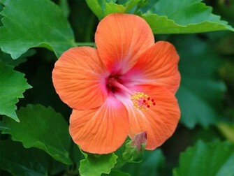Hibiscus Flower Wallpaper HD