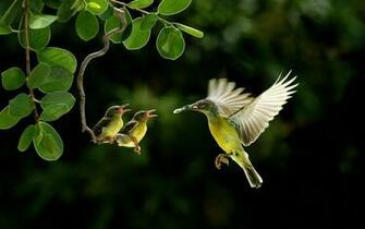 Hummingbird An The Babies Wallpaper HD Background Screensavers