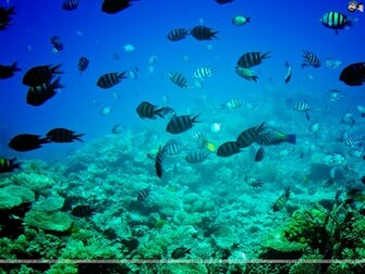 Aquatic Wallpaper