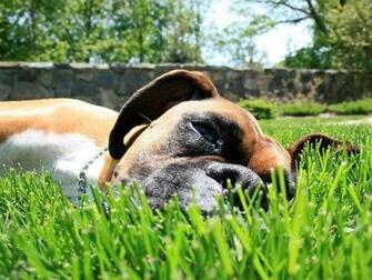 Boxer Dog Wallpaper Dogs Desktop