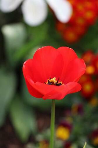 Flower Plant Beautiful Background Sophisticate Nice Nature