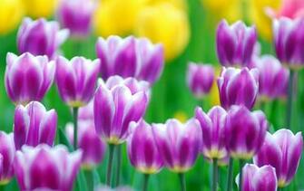 Tulips Flower Desktop Background Cool Wallpaper And