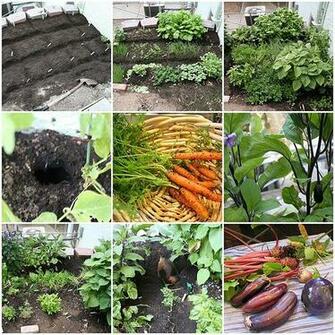 Vegetable Garden And Flowers Growing Together Beauty