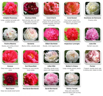 Names Of Flowers And Pictures