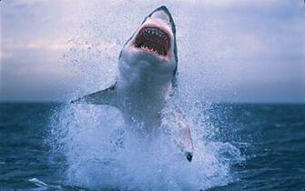 Great White Shark Animal Wallpaper For Dekstop