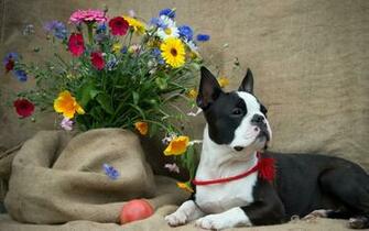 French Bulldog Computer Wallpaper Desktop Background