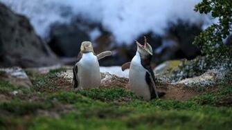 Psbattle These Penguins On Windows Spotlight Photoshopbattles