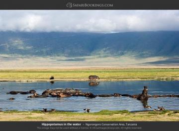 Ngorongoro Crater Photos Image Pictures