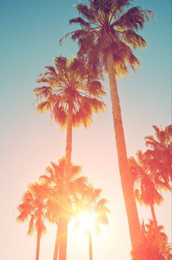 Tropical Palm Trees Through Haze Of Sunset At Summer