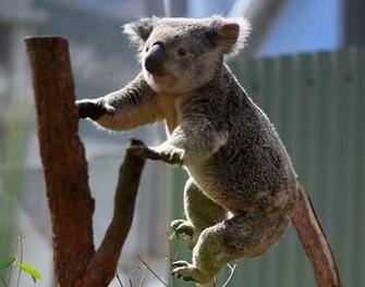 Cute Koala Wallpaper