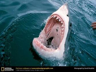 Great White Shark Picture Desktop Wallpaper