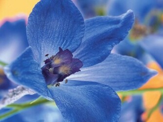 Blue Flower Wallpaper