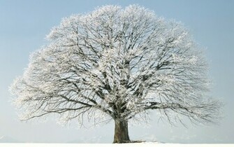 Winter Desktop Wallpaper Grasscloth