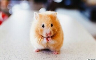 Hamster Wallpaper