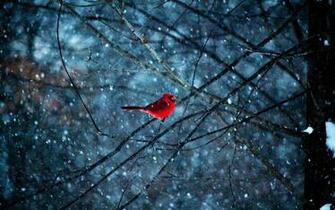 Red Bird In Snowflakes