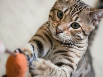 Bengal Cats Cute
