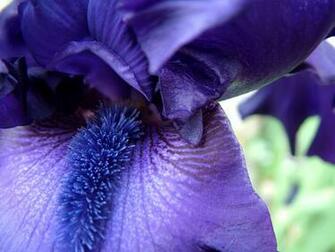 Wallpaper Irises Flowers