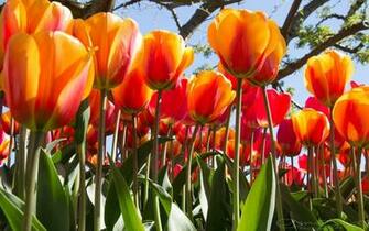Wallpaper Tulip Festival From Skagit County Washington