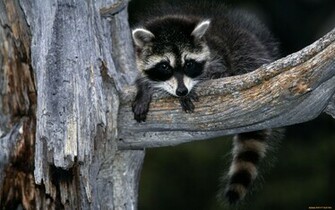 Animal Raccoon Wallpaper