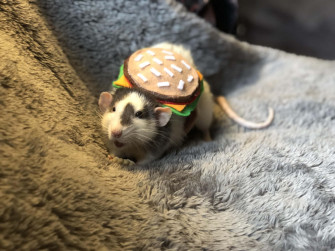 Funny Rat With Burger Toy Picture Wallpaper