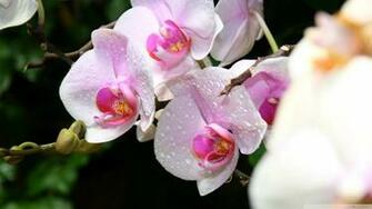 White Orchids Wallpaper