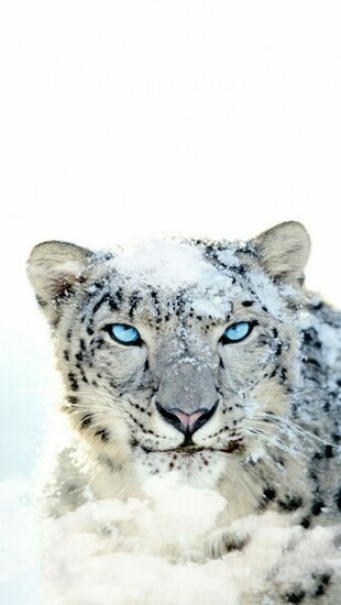 Snow Leopard Wallpaper For iPhone Wallpaper55 Best