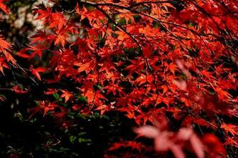 Red Autumn Leaf Forest Maple Wallpaper 4k HD