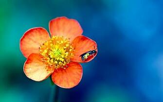 Spring Flowers Windows Wallpaper Nice