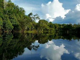 Amazon Rainforest Wallpaper
