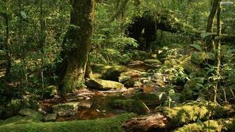 Wildlife HD Wallpaper