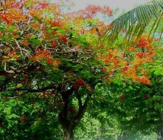 Fond D Cran Martinique Wallpaper Flamboyant En Fleurs