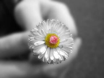 Small White Flower Desktop Pc And Mac Wallpaper