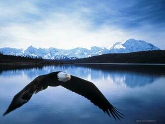 Eagle Wallpaper Background