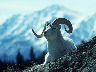 Animal Wallpaper Image Pictures