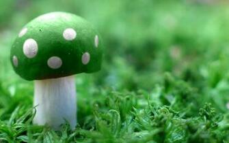 Green Mushroom Awesome Background Cool Image 4k Amazing