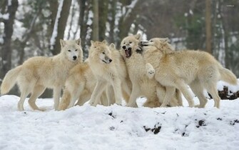 Wolf Pack Wallpaper Animal