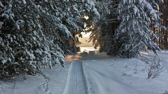 Wallpaper Winter Forest Tree Path Snow Desktop Nature