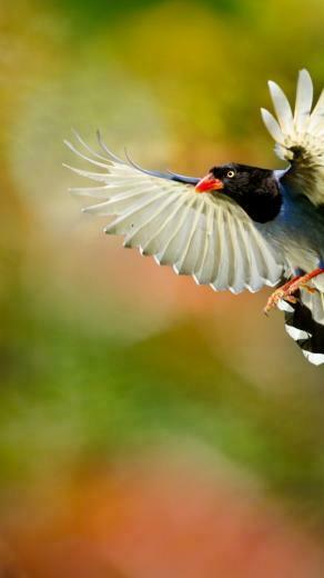Paradise Bird In Display Mobile Wallpaper Background Image Photo Has