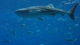 Blue Whale Desktop HD