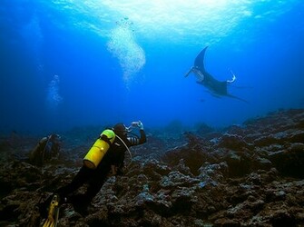 The Ocean With Sharks Sea Life Nature HD Background Wallpaper