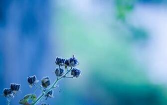 Flowers Depth Wallpaper Of Field