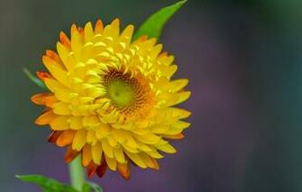 Wallpaper Flower Yellow Background Fleur Walton Image For