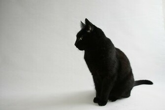 Black Cat On A White Background Wallpaper And Image