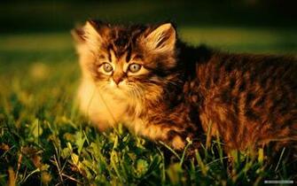 Wallpaper Cat Widescreen Html