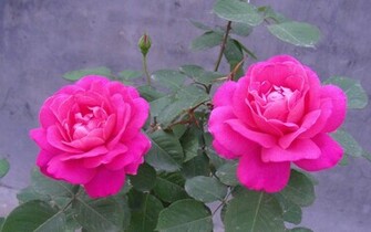 Pink Rose Flower Wallpaper