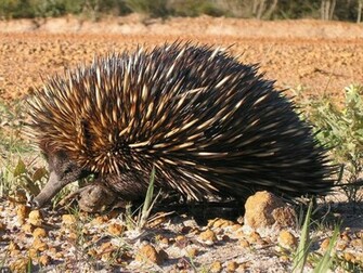 Anteater HD Wallpaper Spiny