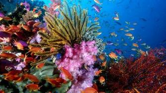 Wallpaper Originals Fish Coral Nature Colorful