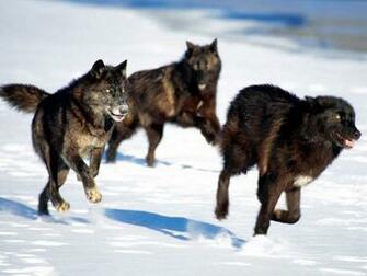 Wolf Pack Wallpaper On