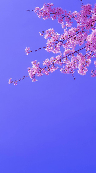 Top Sakura Wallpaper Full HD 4k To Use
