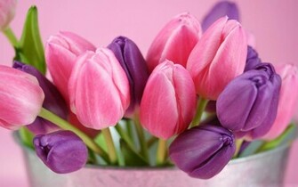 Tulips Flowers Wallpaper Purple Desktop